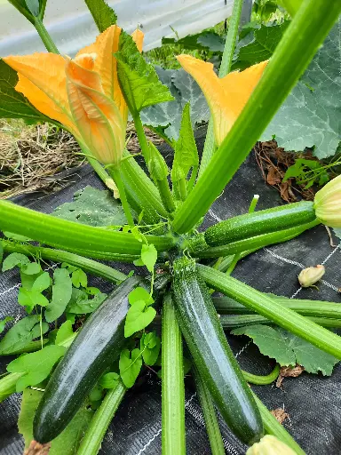 Courgette verte (500g)