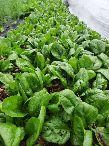 Épinard (500g)