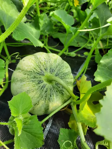 Melon charentais (kg)