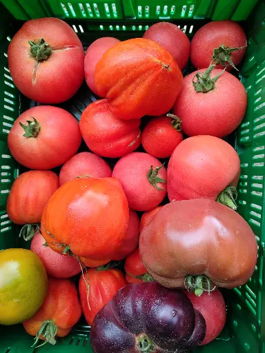 Tomates anciennes en mélange (kg)