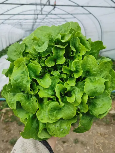 Salade feuille de chêne verte (pc)