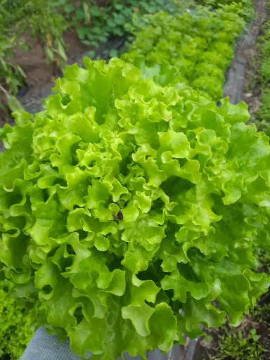 salade Batavia verte