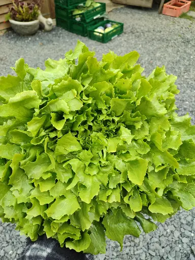 Scarole (pièce)