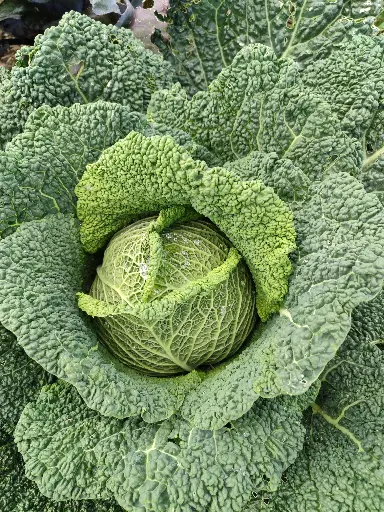 Chou de Milan (pièce)