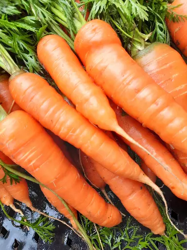 Carotte 🥕 (kg)