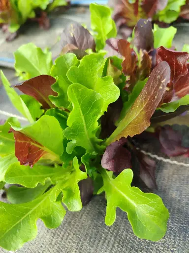 Mesclun (100gr)