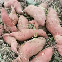 Patate douce