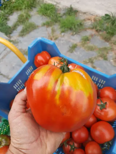 Tomate Cœur de Boeuf