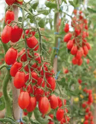 Tomate cerise rouge