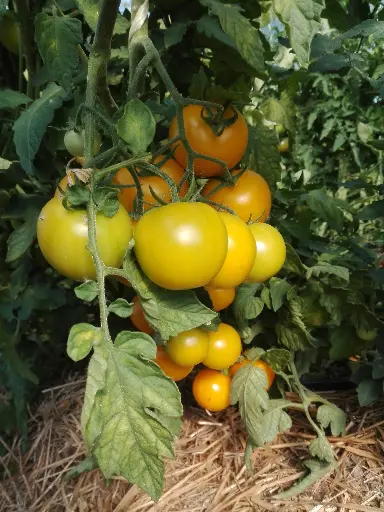 Tomate grappe jaune