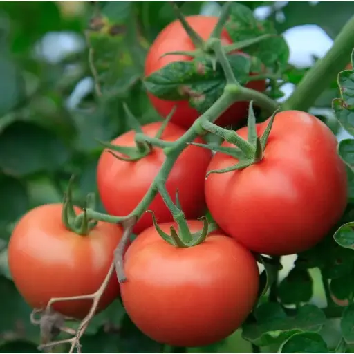 Tomate grappe rouge