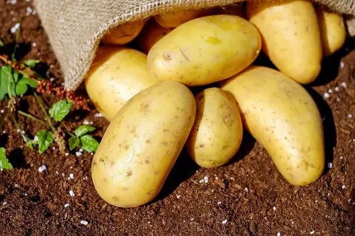 Pomme de terre Charlotte (kg)
