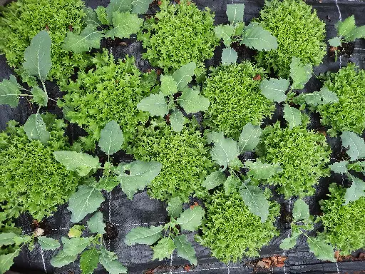 Chicorée frisée