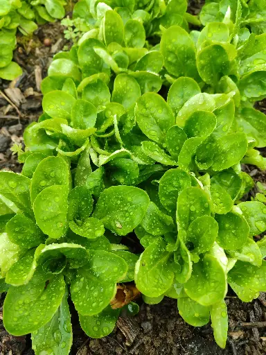 Mâche / Salade de blé (100g)