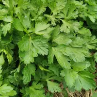 Persil plat (botte)