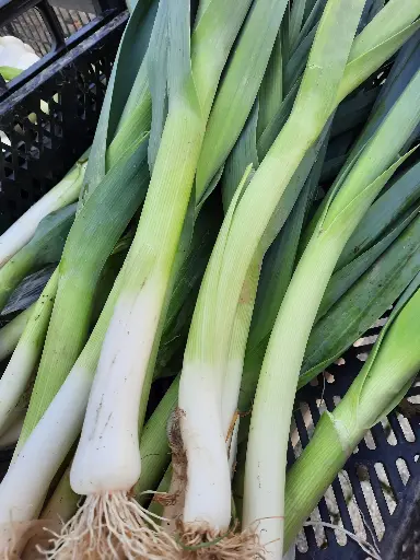 Poireau (botte 500g)