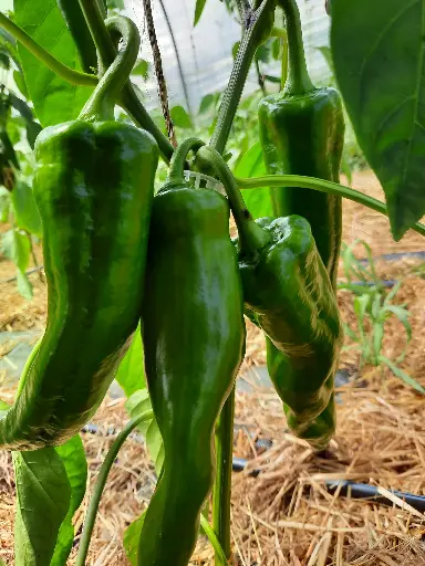 Poivron vert (250g)