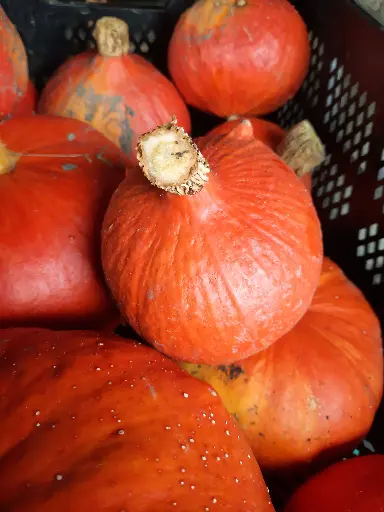 Potimarron (kg)