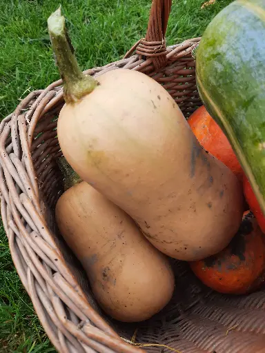 Butternut (kg)